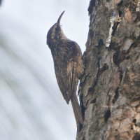 Bar-tailed Treecreeper